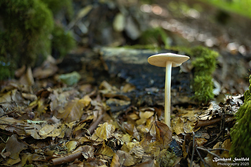 Bernhard Saalfeld - Fischen Rubi (8v9)